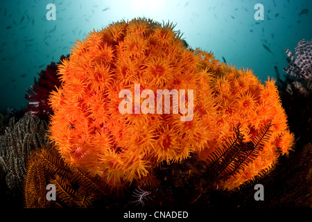 Une grappe de coupe orange vif, coraux Tubastrea sp., illuminer une grande barrière de corail. Komodo, Indonésie, l'océan Pacifique. Banque D'Images