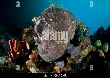 Poisson grenouille géant, un Antennarius commersoni, utilise un camouflage efficace pour se fondre dans une barrière de corail. Komodo, Indonésie, l'Océan Pacifique Banque D'Images