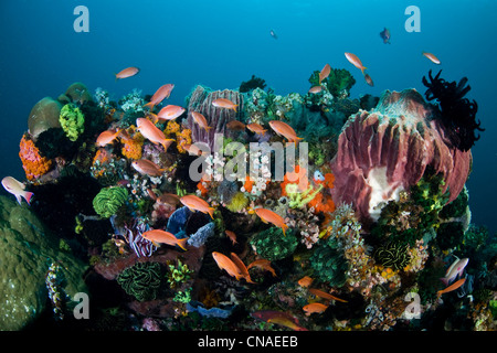 Anthias colorés, Pseudanthias sp., autour d'un battement de la diversité de la vie marine d'invertébrés sur un récif dans les petites îles de la sonde Banque D'Images