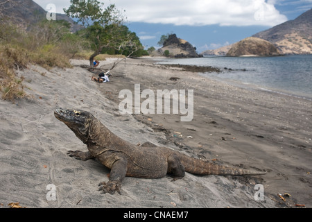 Un dragon de Komodo, Varanus komodoensis, se trouve sur une plage avec Cannibal Rock en arrière-plan. Banque D'Images