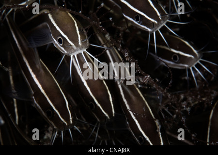 L'anguille, poisson-chat rayé juvénile Plotosus lineatus, nager en formation, la surenchère technologique un de l'autre pour se nourrir de petits invertébrés. Banque D'Images