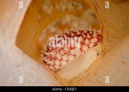 Un oeuf Margovula cauris, bagués bimaculata, lentement à l'intérieur des branches d'une colonie de corail mou de Dendronephthya où elle vit. Banque D'Images