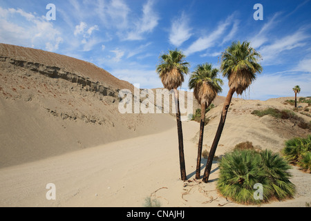 United States, California, Palm Springs, Palm arbres dans le désert du Colorado, Coachella valley Banque D'Images