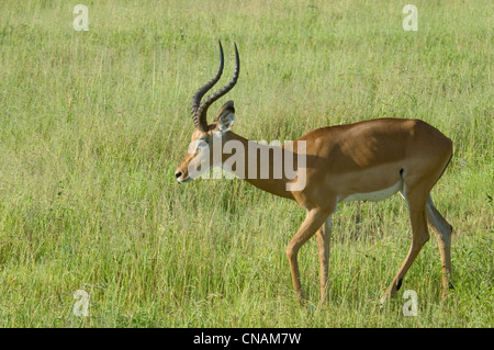 Balades impala mâle Banque D'Images