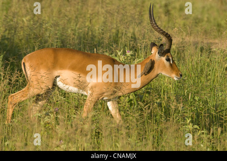 Impala buck walking Banque D'Images