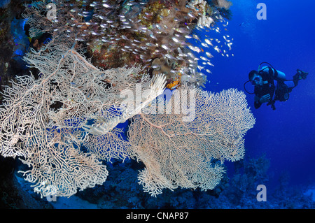 L'Egypte, mer Rouge, une barrière de corail avec ventilateur-coraux (Subergorgia hicksoni) et un plongeur Banque D'Images