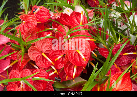 United States, New York, Big Island, Hawaii, marché aux fleurs, l'anthurium Banque D'Images