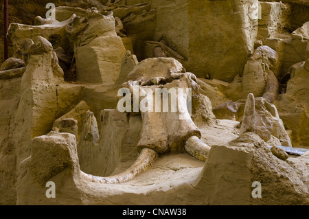 United States, Dakota du Sud, les Black Hills, Hot Springs, le site Mommoth Banque D'Images