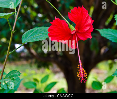 Hibiscus rosa-sinensis / 'Chine' fleur rose Banque D'Images