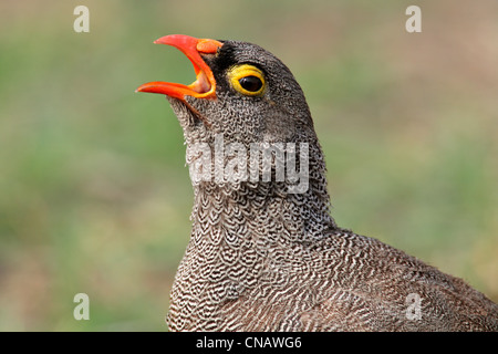 Portrait d'un francolin à bec rouge (Pternistis adspersus) appelant, le sud de l'Afrique Banque D'Images