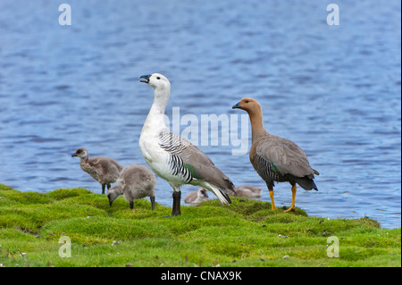 Les oies ou Magellan (Chloephaga picta) avec les poussins, Nouvelle Île, Îles Falkland Banque D'Images