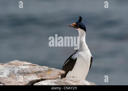 Imperial Shag, anciennement Blue-eyed ou King, Cormorant (Phalacrocorax atriceps), Nouvelle Île, Îles Falkland Banque D'Images