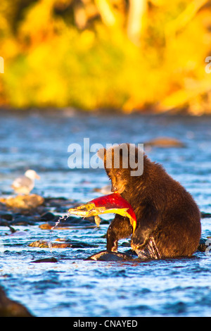 Jeune ourson brun debout sur ses pattes de attrape sa première installation dans la région de Russian River, Kenai Peninsula, Alaska, automne Banque D'Images