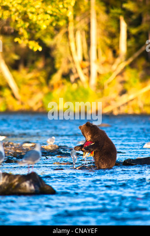 Jeune ourson brun debout sur ses pattes de attrape sa première installation dans la région de Russian River, Kenai Peninsula, Alaska, automne Banque D'Images