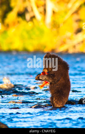 Jeune ourson brun debout sur ses pattes de attrape sa première installation dans la région de Russian River, Kenai Peninsula, Alaska, automne Banque D'Images