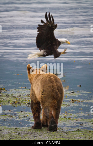 Un ours brun promenades le long de la rive qu'un pygargue à tête blanche se précipite vers le bas et attrape un saumon, Valdez, Southcentral Alaska, l'été Banque D'Images