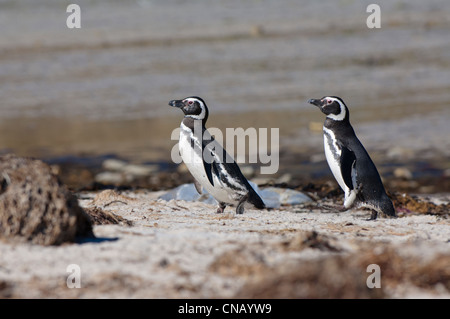 Deux manchots de Magellan (Spheniscus magellanicus) sur la rive, Nouvelle Île, Îles Falkland Banque D'Images