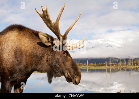 Captif : vue latérale d'un orignal mâle debout à côté d'un étang, Alaska Wildlife Conservation Center, Southcentral Alaska, automne Banque D'Images