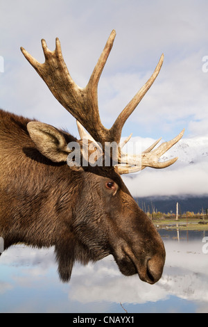 Captif : vue latérale d'un orignal mâle debout à côté d'un étang, Alaska Wildlife Conservation Center, Southcentral Alaska, automne Banque D'Images