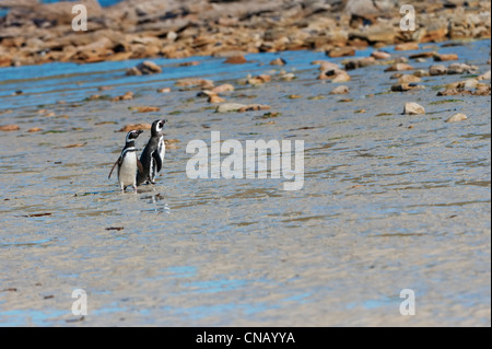 Deux manchots de Magellan (Spheniscus magellanicus) sur la rive, Nouvelle Île, Îles Falkland Banque D'Images