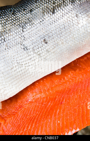 Close up of freshly caught et nettoyé le saumon de la rivière Mulchatna, Bristol Bay, sud-ouest de l'Alaska, l'été Banque D'Images