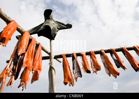 Repas pris le saumon Sockeye de Bristol Bay récoltés dans la rivière Newhalen séchant sur un rack, sud-ouest de l'Alaska, l'été Banque D'Images