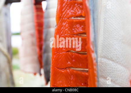 Repas pris le saumon Sockeye de Bristol Bay sur un rack de séchage, Iliamna, sud-ouest de l'Alaska, l'été Banque D'Images