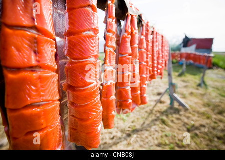 Repas pris le saumon Sockeye de Bristol Bay sur un rack de séchage, Iliamna, sud-ouest de l'Alaska, l'été Banque D'Images