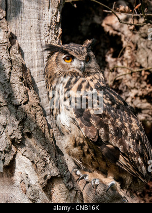 Aigle Owl européen perché dans un vieux arbre de souche à Banque D'Images