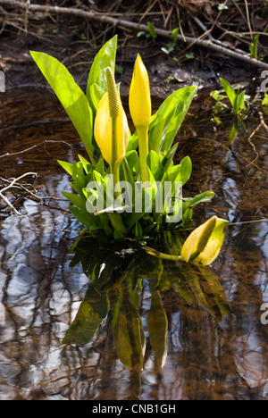 L'arum bog jaune plante des marais ou lysichiton (Lysichiton americanus), pris en Wester Ross, de l'Écosse avec la réflexion Banque D'Images