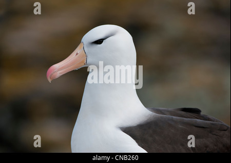 Corneille noire ou Black-browed Mollymawk (Diomedea melanophris), Nouvelle Île, Îles Falkland Island Banque D'Images