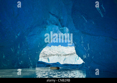 Vue depuis l'intérieur d'une grotte de glace d'un iceberg dans le lac gelé de Mendenhall, Juneau, Alaska du Sud-Est, l'hiver Banque D'Images