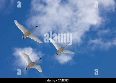 Les cygnes trompettes en vol durant la migration de printemps, Marsh Lake, Yukon Territory, Canada Banque D'Images