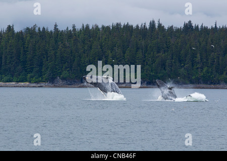 COMPOSITE : deux baleines à bosse en violation du détroit de Chatham près de l'Île Chichagof, la Forêt Nationale Tongass, sud-est de l'Alaska, l'été Banque D'Images