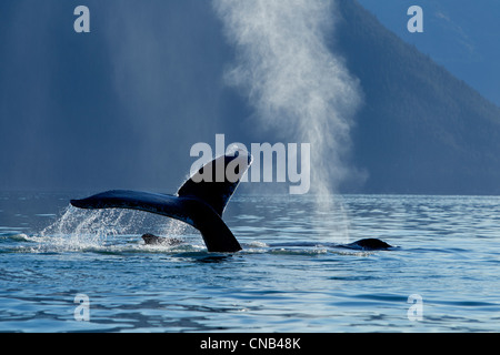 Une baleine à bosse ascenseurs sa nageoire caudale comme il plonge vers le bas dans l'île de l'Amirauté, passage Stephens, le passage de l'Intérieur, de l'Alaska, l'automne Banque D'Images