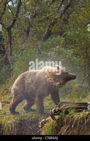 Un ours brun secoue hors de l'eau après la pêche dans la région de Grizzly Creek, Katmai National Park, au sud-ouest, en Alaska, l'été Banque D'Images