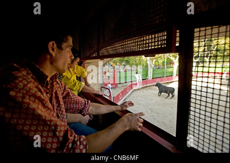 La France, Gard, Aigues Vives, course Camarguaise dans les arènes, les gardians, cow-boys locaux sont l'observation du comportement de l'un Banque D'Images