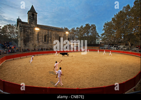 La France, Gard, Saint Laurent d'Aigouze, course Camarguaise avec son église qui domine l'arène Banque D'Images