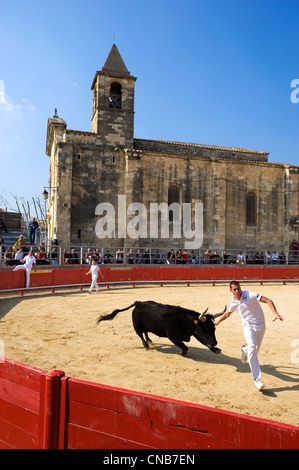 La France, Gard, Saint Laurent d'Aigouze, course Camarguaise avec son église qui domine l'arène Banque D'Images