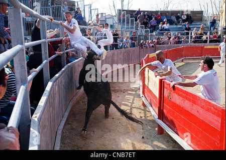 La France, Gard, Saint Laurent d'Aigouze, Raseteur pris par un taureau lors d'une course Camarguaise dans les arènes Banque D'Images