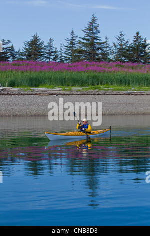 Les pagaies de kayak de mer le long du rivage près de Juneau avec champ d'épilobes fleurissent dans l'arrière-plan, le sud-est de l'Alaska, l'été Banque D'Images