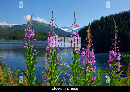 Vue panoramique sur le lac et Fireweed Auke avec Mendenhall Glacier et les montagnes de la chaîne côtière, le sud-est de l'Alaska, l'été Banque D'Images