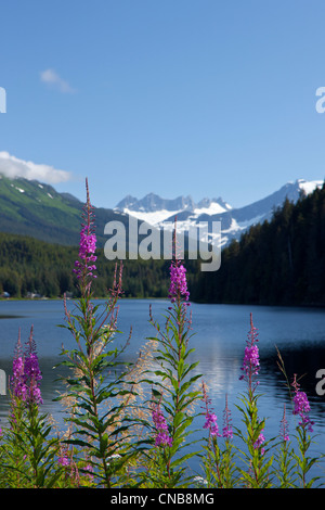 Vue panoramique sur le lac et Fireweed Auke avec Mendenhall Glacier et les montagnes de la chaîne côtière, le sud-est de l'Alaska, l'été Banque D'Images