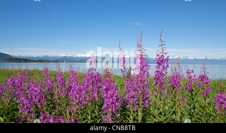 Fleurs d'épilobe le long de la rive du Eagle Beach près de Juneau, Alaska du Sud-Est, l'été Banque D'Images