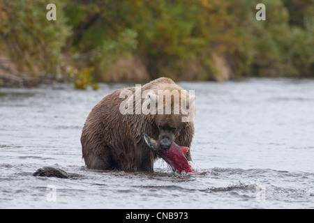 Ours brun attrape un saumon dans sa bouche, le Grizzly Creek, Katmai National Park et préserver, sud-ouest de l'Alaska, l'été Banque D'Images