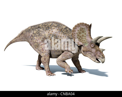 Dinosaure Triceratops, très bien détaillés et scientifiquement correctes. isolé sur fond blanc, avec chemin de détourage. Banque D'Images