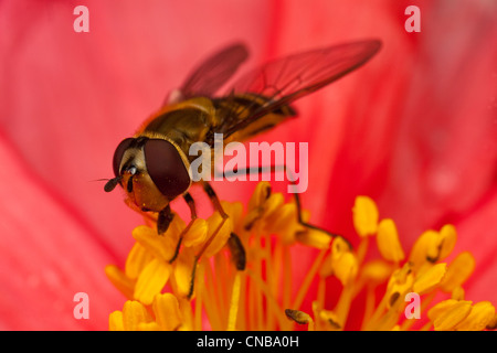 Gros plan d'une comme syrphe il se nourrit de pollen de pavot d'Islande, Kodiak, sud-ouest de l'Alaska, l'été Banque D'Images