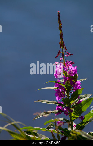 Fleurs d'Épilobe Chiniak Bay, près de l'île Kodiak, sud-ouest de l'Alaska, l'été Banque D'Images