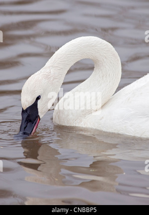 Cygne trompette (Cygnus buccinator) Banque D'Images