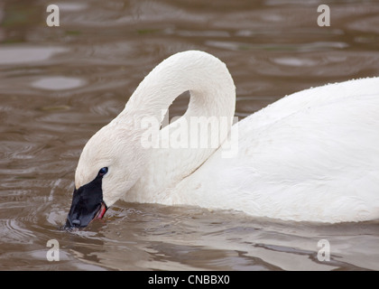 Cygne trompette (Cygnus buccinator) Banque D'Images